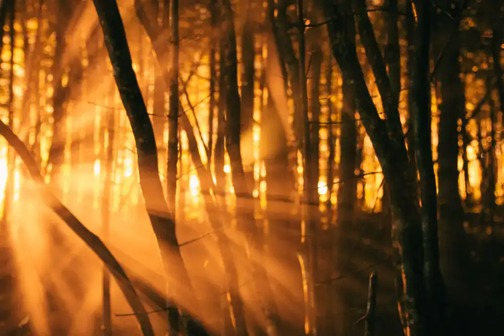 Silhouetted game characters standing in a glowing magical forest